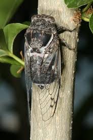 this was an Apache cicada.