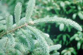 pictures white spruce trees
