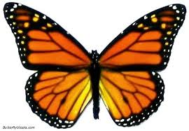 large butterflies