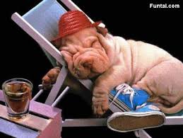 funny animals