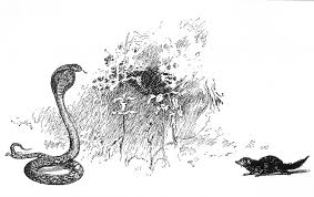mongoose cobra