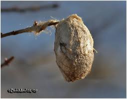 polyphemus moth cocoon