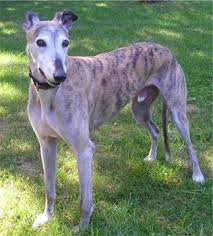 Greyhound Greyhound Breeders