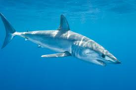 mako shark