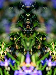 DMT, Moses, and the Quest for