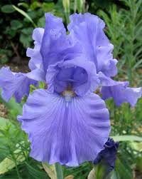 photos bearded irises