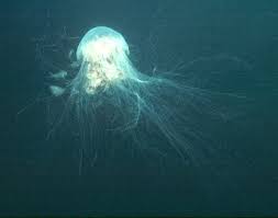Lions mane jellyfish