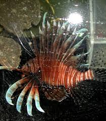 The same lionfish, pictured