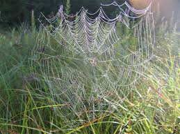 spider webs