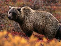 Photo: Grizzly bear walking