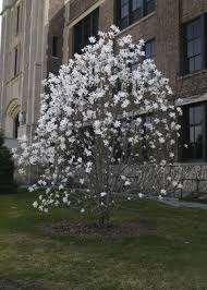 magnolia tree