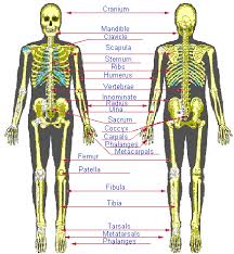 lower back skeleton