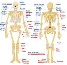 lower back skeleton