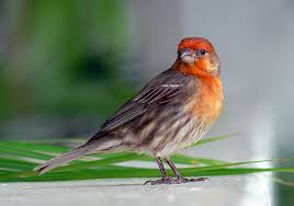 little bird pictures