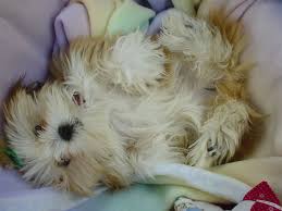 lhasa apso puppy