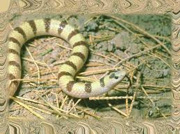 types of snakes