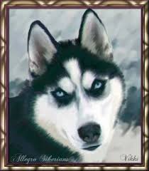 husky puppy