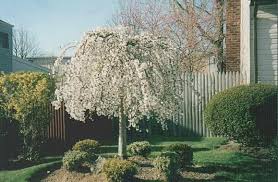 weeping cherry tree photo