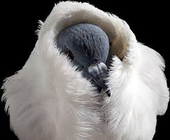 طيور جميلةةةةةةةةةة Attachment