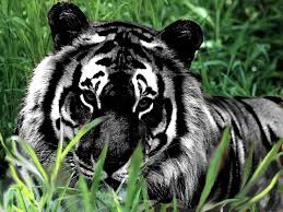 panther tiger