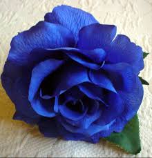 في النهاية......هم نساء... BlueRose