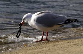 اجمل صور النورس Seagull-necklace