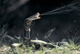 spitting king cobra