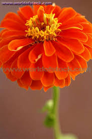 zinnia flower