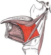Latin \x3d musculus hyoglossus
