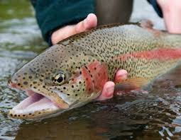 rainbow trout fishing