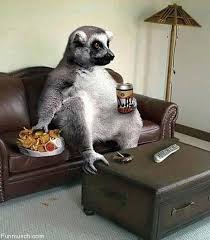 funny pictures of animals