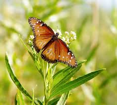 صور فراشات Hawahome_butterfly7