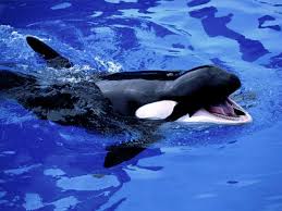 killer whale wallpapers