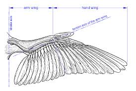 pics bird wings