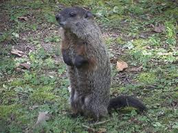 groundhog