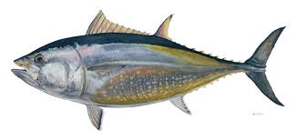 Scientists: Gulf oil spill threatens breeding ground for bluefin tuna  Read more: http://www.mcclatchydc.com/2010/06/18/96194/scientists-gulf-oil-spill-threatens.html#ixzz0rJwdMK1s