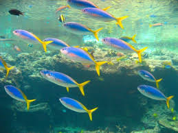 school of fish