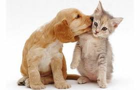 Kittens And Puppies Kissing