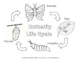 butterfly life cycle coloring page