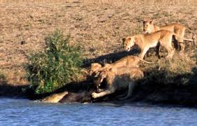 Battle at Kruger, caught on safari