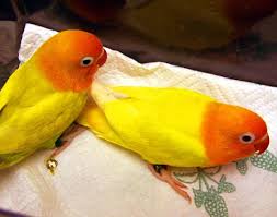 lutino love bird
