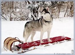 siberian husky sled dogs