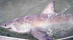 killer sharks