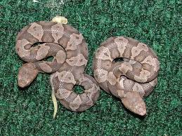 reptiles snakes