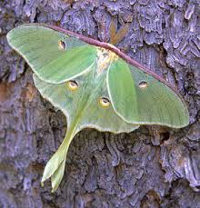 luna moth caterpillar picture