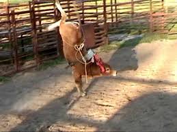 bucking bulls