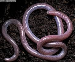 thread snake