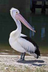 pelican