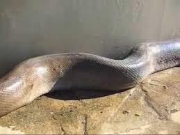 worlds biggest cobra