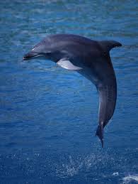 pictures jumping dolphins
